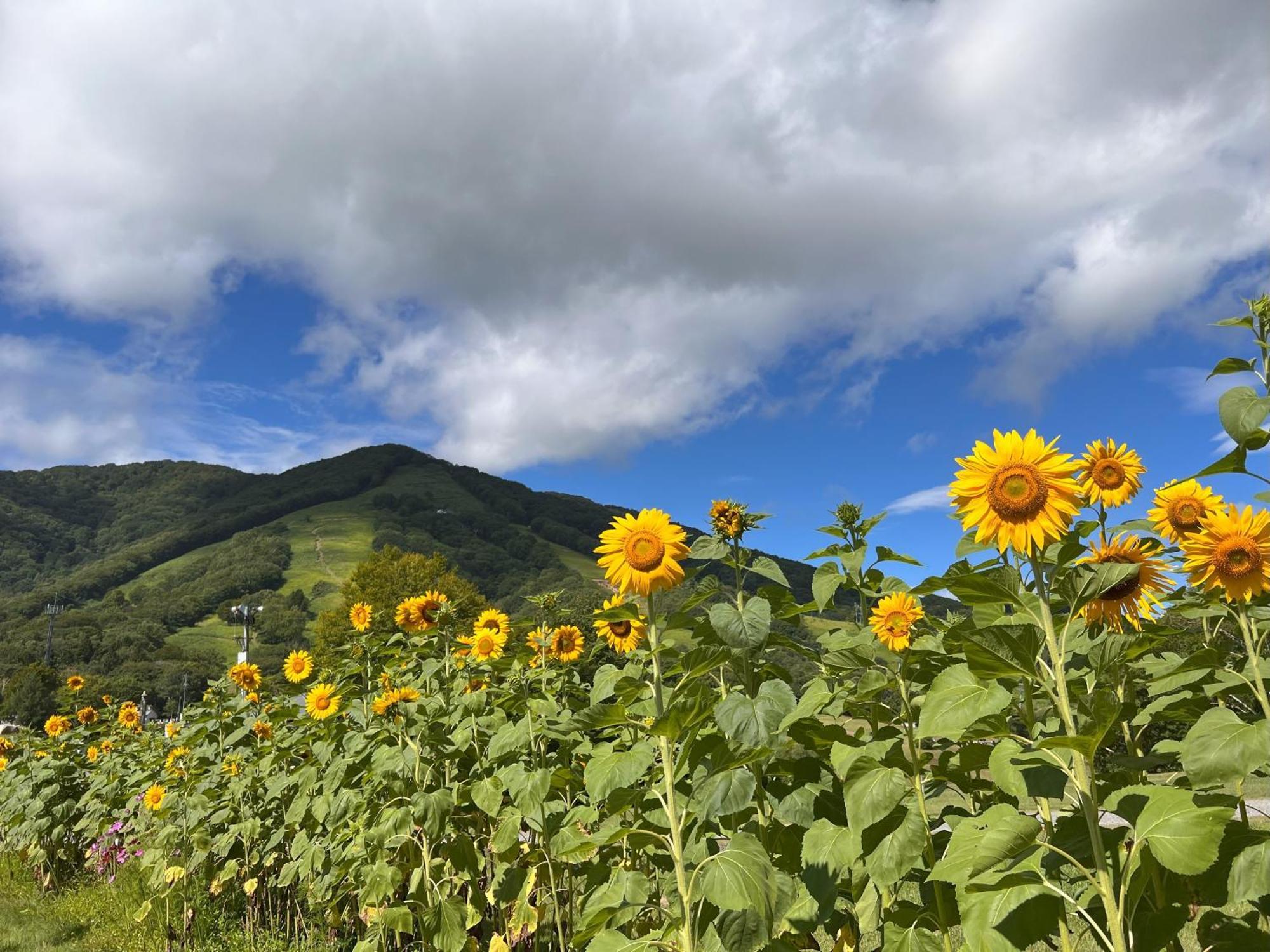Alp Bach Madarao Villa Iijama Kültér fotó